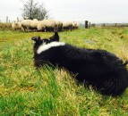 9 sheep killed in dog attack with 3 more euthanised