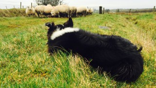 9 sheep killed in dog attack with 3 more euthanised