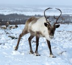 New study shows reindeer’s body clocks don’t need daylight