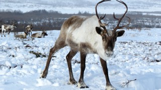 New study shows reindeer’s body clocks don’t need daylight