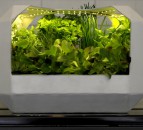 Agri-tech start-up LettUs Grow strikes new partnership