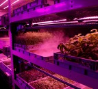 Innovative veg growing firm secures £1 million to build the farms of the future