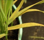 UPCPVS stakeholder event to reflect on cereal pathogen populations