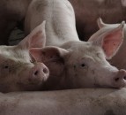 Standard pig price 'bounces back' - NPA
