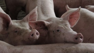 NPA calls for supply chain fairness and African swine fever measures