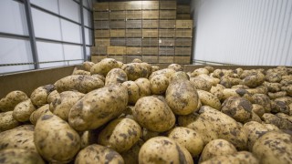 British potato supply chain making moves to protect stocks