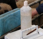 Pedigree ram nominations open for fifth year of RamCompare 