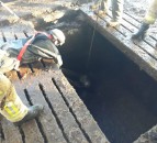 Firefighters spring stricken cattle from slurry tank