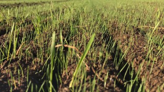 3-step blackgrass plan could help weed out uneconomic crops