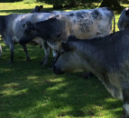 Popular television farmer looking to save rare Albion breed