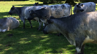 Popular television farmer looking to save rare Albion breed