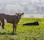 Number of cattle infected with BVD falls in Northern Ireland
