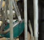 Dutch firm to test ‘cow toilets’ to cut farm ammonia emissions