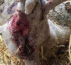 Dog owner convicted after puppy kills lambs