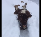 Video: Cows trek through trenches of snow for milking
