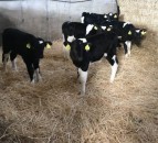 Why is colostrum so important for the newborn calf?