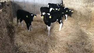 Why is colostrum so important for the newborn calf?