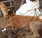 Inspectors find 58 carcasses on farm with extreme neglect