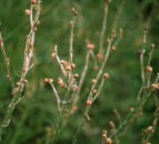 Improved tool to help predict blackcurrant gall mite emergence