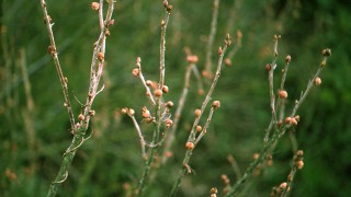 Improved tool to help predict blackcurrant gall mite emergence