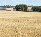 407.96ac commercial farm for sale in 2 lots in well-known farming area