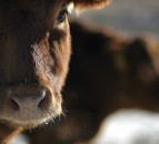 Vets and welfare body make joint call to end non-stun slaughter