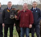 Clandeboye Estate to host Jersey cattle open day
