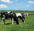 Rabobank confirms that world milk output has flat lined