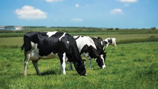 Rabobank confirms that world milk output has flat lined