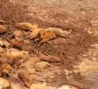 Video: Australian floods see an estimated 500,000 cattle perish