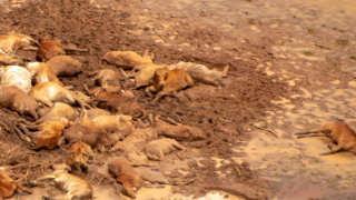 Video: Australian floods see an estimated 500,000 cattle perish