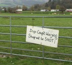 Cost of livestock attacks doubles to £285,000 in Wales