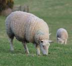 NSA seeks answers over Agricultural Bill's sheepmeat omission