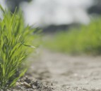 Surprise findings turn up the temperature on the study of vernalisation