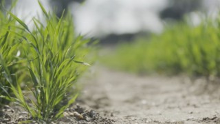 Surprise findings turn up the temperature on the study of vernalisation
