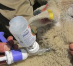 Farmers urged to vaccinate livestock for clostridial diseases