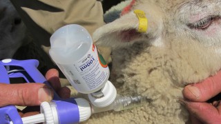 Farmers urged to vaccinate livestock for clostridial diseases