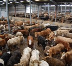 Are beef contracts the way forward?