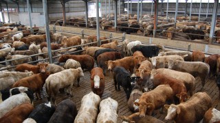 Are beef contracts the way forward?