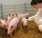 Survey to gauge public opinion on gene-edited meat
