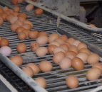 Egg producers no longer have to change labelling during bird flu outbreaks