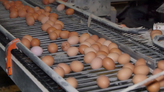 Hendrix Genetics to explore sex sorting tech in egg laying industry
