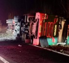 More than 200 sheep die in overturned lorry crash