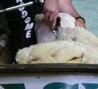 Staffordshire shearer breaks world record by 10 lambs