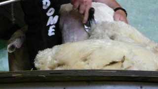 Fashion giant makes swift ‘ewe’-turn on wool ban