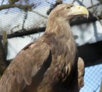 UK government to contribute £4m in funding to fight international wildlife crime