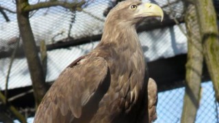 NSA raises concerns with Natural England about proposed eagle release