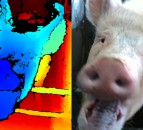 UK ag college to use facial recognition technology to gauge pigs' emotions