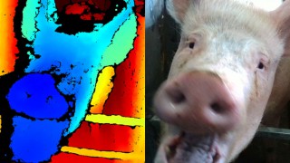 UK ag college to use facial recognition technology to gauge pigs’ emotions