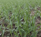 Warm winter primes aphids for early flights